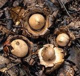 Geastrum triplex image