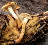 Lentinula lateritia image