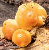 Lentinula lateritia image