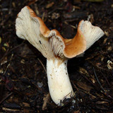Rhodocybe gemina image