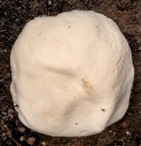 Postia caesia image