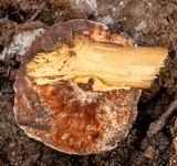 Postia caesia image