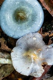 Cortinarius rotundisporus image