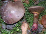Boletus chrysenteron image