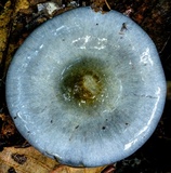 Cortinarius rotundisporus image