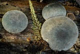 Lycoperdon purpurascens image
