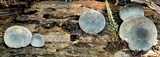 Lycoperdon purpurascens image
