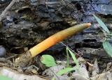 Mutinus elegans image