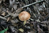 Aureoboletus auriporus image