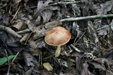 Aureoboletus auriporus image