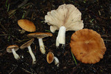 Rhodocybe gemina image