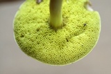 Aureoboletus auriporus image