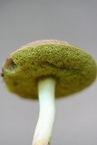 Aureoboletus auriporus image