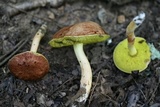 Aureoboletus auriporus image