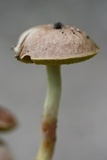 Aureoboletus auriporus image