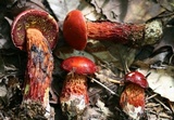 Butyriboletus frostii image