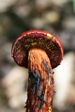 Butyriboletus frostii image