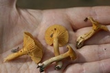 Cantharellus tabernensis image