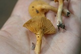 Cantharellus tabernensis image
