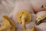 Cantharellus tabernensis image