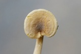 Cantharellus tabernensis image