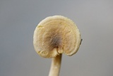 Cantharellus tabernensis image