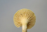 Cantharellus tabernensis image