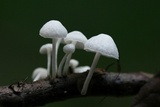 Hemimycena candida image
