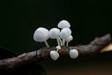 Hemimycena candida image