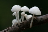 Hemimycena candida image