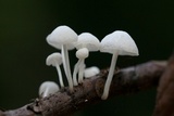 Hemimycena candida image