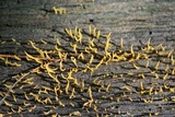 Calocera cornea image