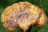 Ganoderma curtisii image
