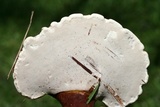 Ganoderma curtisii image