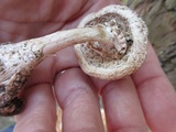 Amanita subcokeri image