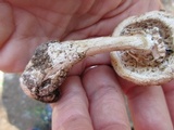 Amanita subcokeri image