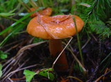 Lactarius aurantiacus image