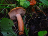 Lactarius aurantiacus image