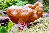 Gyromitra californica image