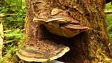 Fomitopsis ochracea image