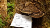 Fomitopsis ochracea image