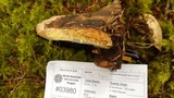 Fomitopsis ochracea image