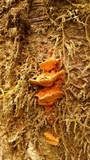 Pycnoporellus fulgens image