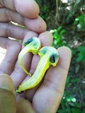 Pulveroboletus ravenelii image