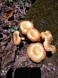 Desarmillaria tabescens image