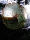 Desarmillaria tabescens image