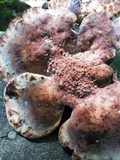 Laetiporus persicinus image