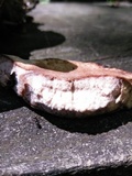 Laetiporus persicinus image