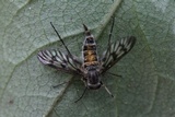 Furia ithacensis image