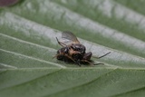 Furia ithacensis image